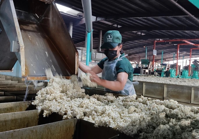 Tập đoàn công nghiệp cao su Việt Nam và chiến lược xanh hóa